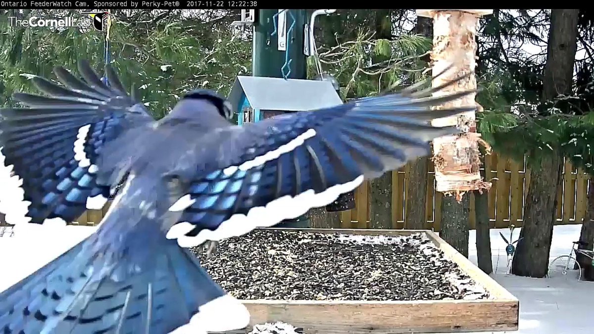 Feederwatchcam Hashtag On Twitter