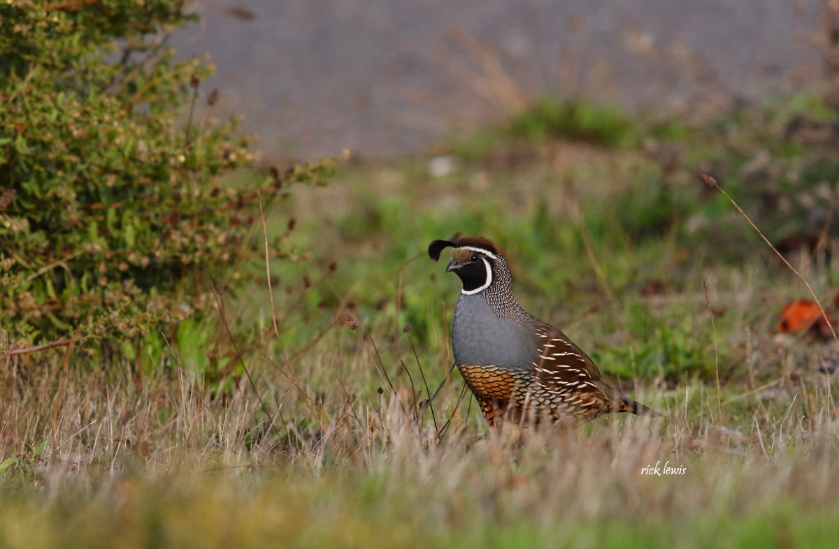 GGBirdAlliance's tweet photo. California #Quail, our state bird, is not often found at busy #MLKShoreline in #Oakland. So Rick Lewis was thrilled to spot this one there last weekend! https://t.co/WCNgYQOmSo