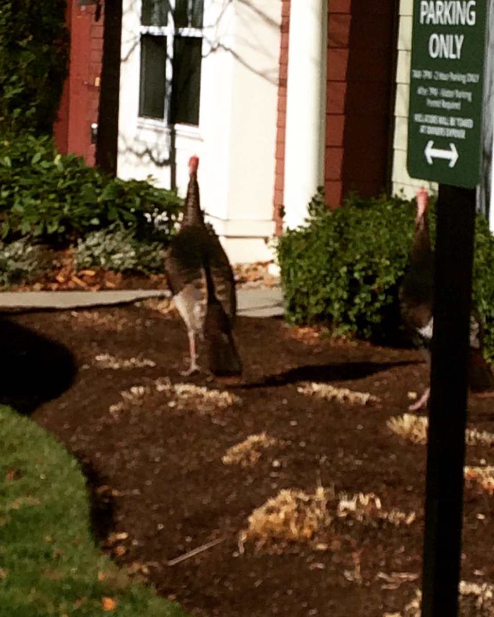 woodlandstnapt's tweet photo. Spotted...Woodlandβs newest residents or escape artists?π¦ #runawayturkey #happythanksgiving #woodlandstationapt https://t.co/Dnm62aEVv7