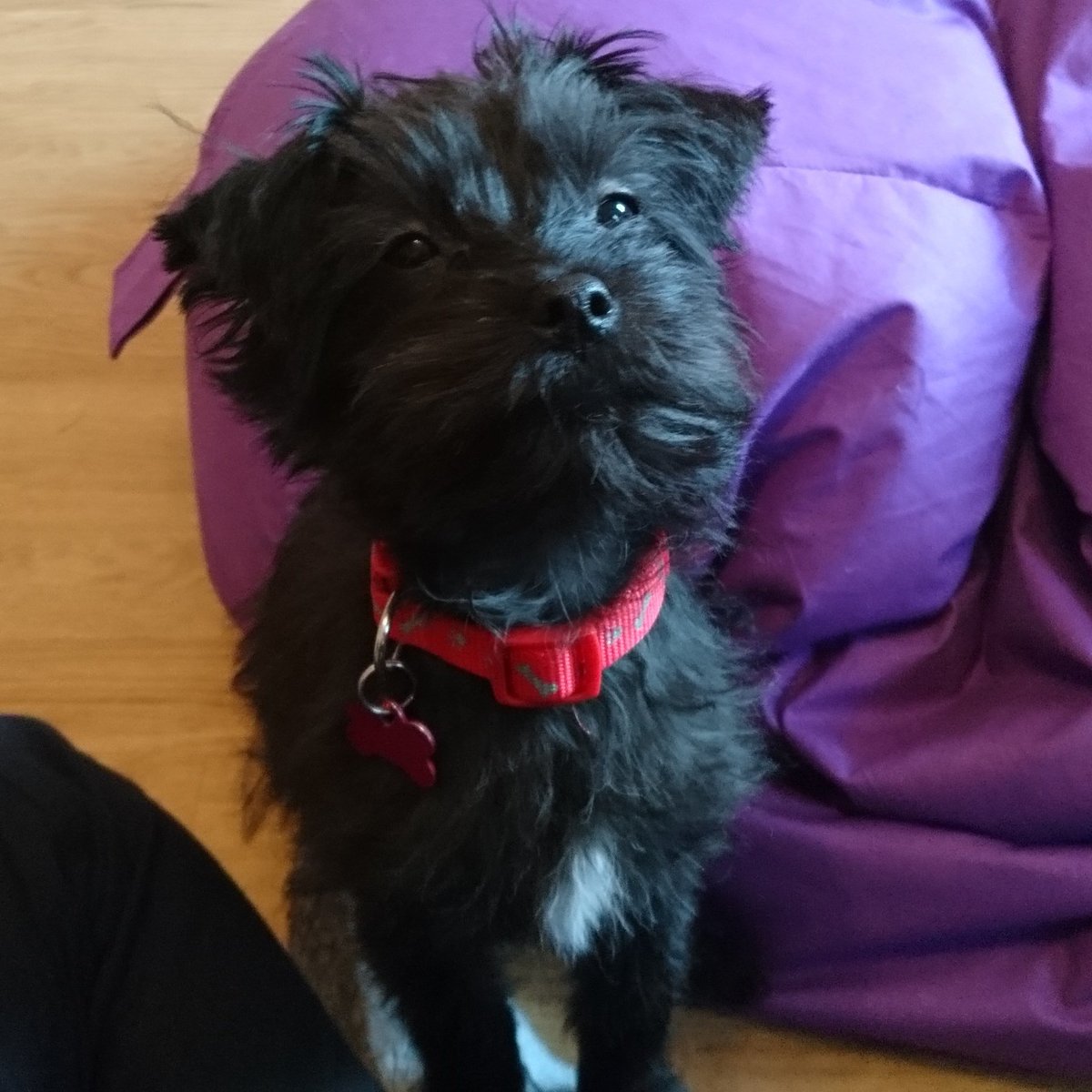 noblesteed182's tweet image. My Nellie dog super happy that @Lizzie_McKenna1 is through again ♥ great job! Xx