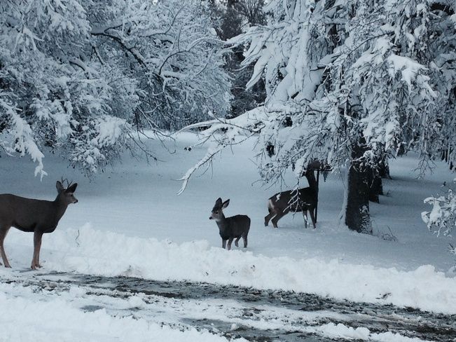 Cruise Canada tweet media