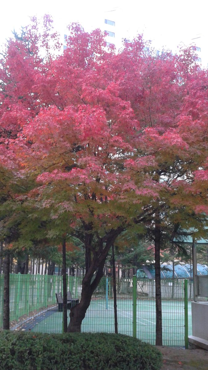 예쁘고아름다운단풍들이
머지않아앙상한기지만
남겠죠 곧겨울을맞이해야
되니까요☆♤♧