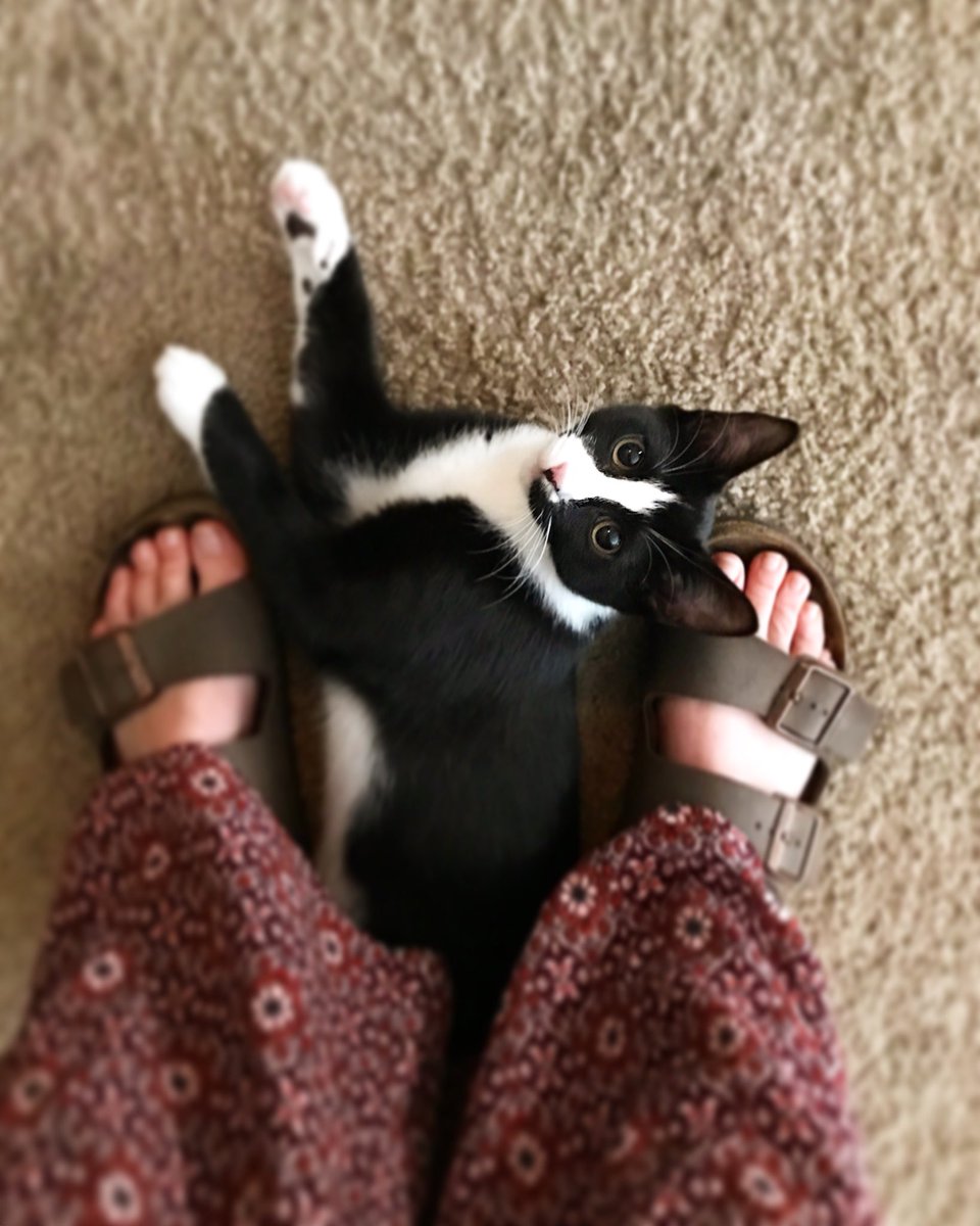 Isellfridges's tweet photo. My heart aches when Tuna brings her toys on my bed and I throw them away mistaking she wants to play fetch. She just wants to hang out with me and play with her toys and I ruin it :( Picture to show da cuteness https://t.co/Kl3NENVKzi
