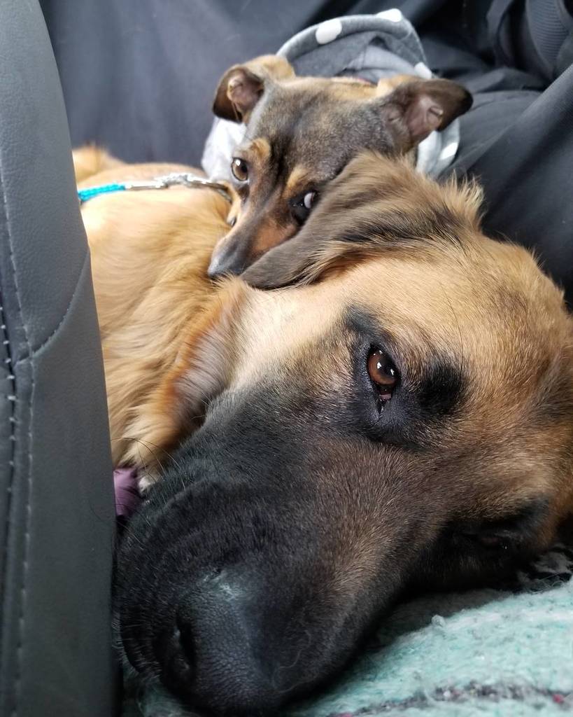 roqueaulykos's tweet photo. Road-trip snuggles. @ssnack_aattack #Roque #roqueandpoochiebff #dogsofinstagram #roadtrip #washington https://t.co/5J2nYwHf92 https://t.co/uakReK7daz