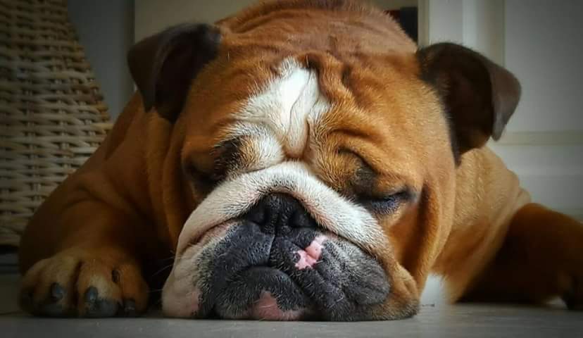 _wennie__'s tweet photo. Sleeping beauty #Murphy #Englishbulldog https://t.co/PdomA5XwLq