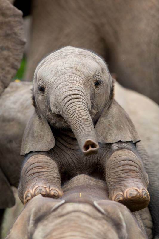elephantsdc's tweet photo. "Protect the innocent. They sing the earth's most joyful song & gently remind us that the purpose of our lives is the love" π #BanIvorySales #CompassionForElephants #BeKindToElephants #EIsForElephant #NotATrophy #NotATrinket #WhatWeValue #CherishLife #Fearless #Hope #Wild #Love https://t.co/hp9nFZBLQJ