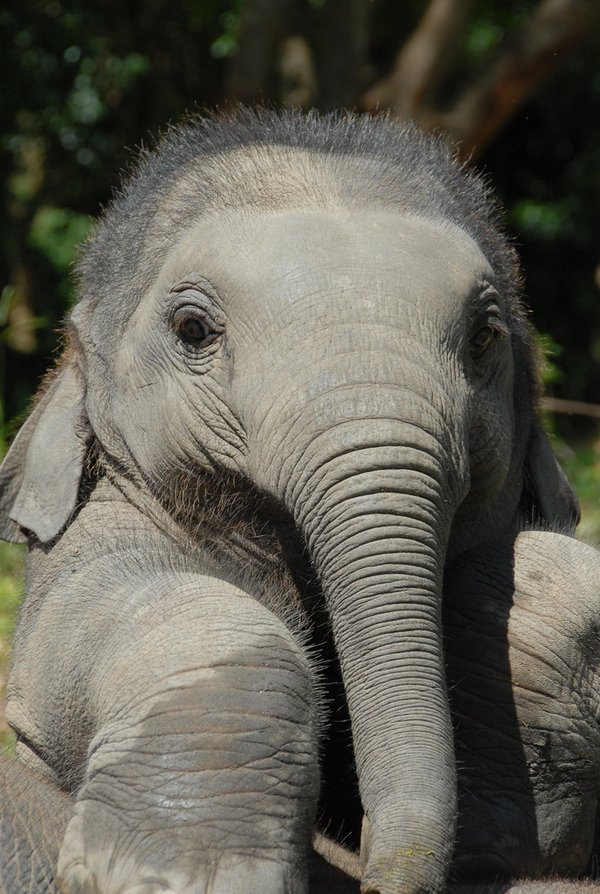 elephantsdc's tweet photo. "Protect the innocent. They sing the earth's most joyful song & gently remind us that the purpose of our lives is the love" π #BanIvorySales #CompassionForElephants #BeKindToElephants #EIsForElephant #NotATrophy #NotATrinket #WhatWeValue #CherishLife #Fearless #Hope #Wild #Love https://t.co/hp9nFZBLQJ