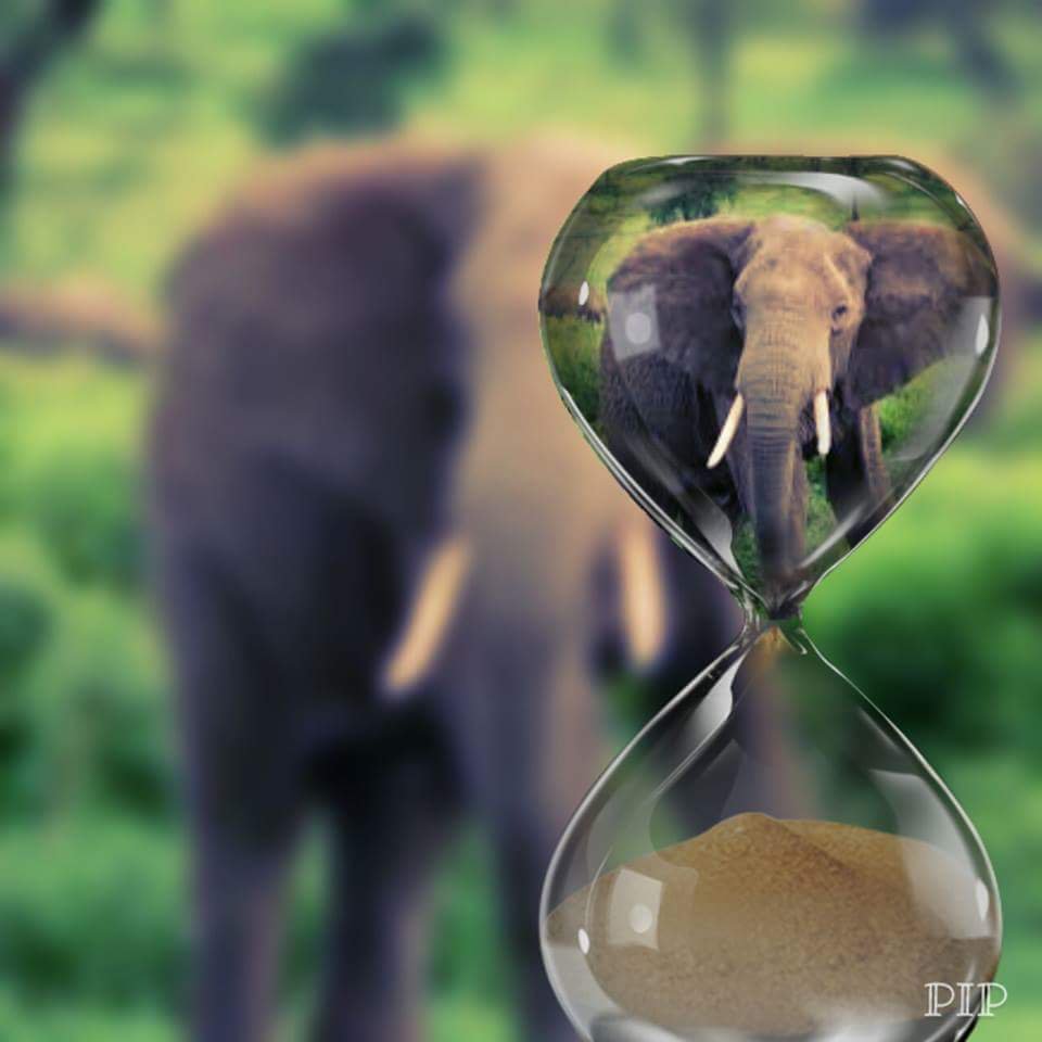elephantsdc's tweet photo. "Protect the innocent. They sing the earth's most joyful song & gently remind us that the purpose of our lives is the love" π #BanIvorySales #CompassionForElephants #BeKindToElephants #EIsForElephant #NotATrophy #NotATrinket #WhatWeValue #CherishLife #Fearless #Hope #Wild #Love https://t.co/hp9nFZBLQJ