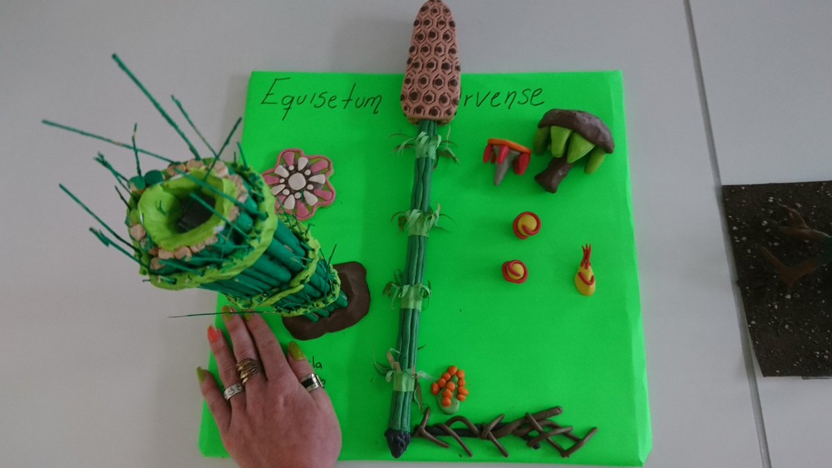 Etelbehria's tweet photo. Cryptogram #plants scale models made by my students of plants 1 😃
#Equisetum arvense
#Monilophyta
#Eustele https://t.co/AbpktycSKC