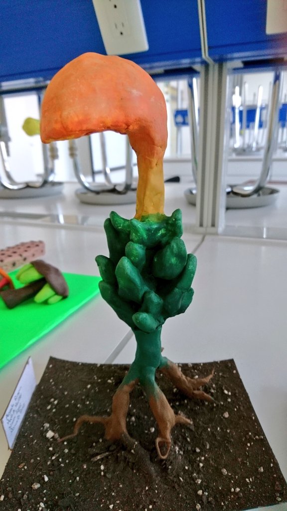 Etelbehria's tweet photo. #Moss scale model made by my students of #plants 1  😃
#Bryopsida https://t.co/KjmMFmqHE4