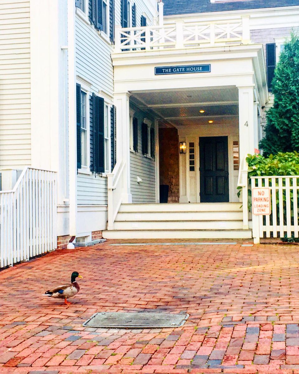 RobertsCollectn's tweet photo. Not the bird we had in mind, but hey. Happy Thanksgiving from #Nantucket! https://t.co/Mu4JUNh127