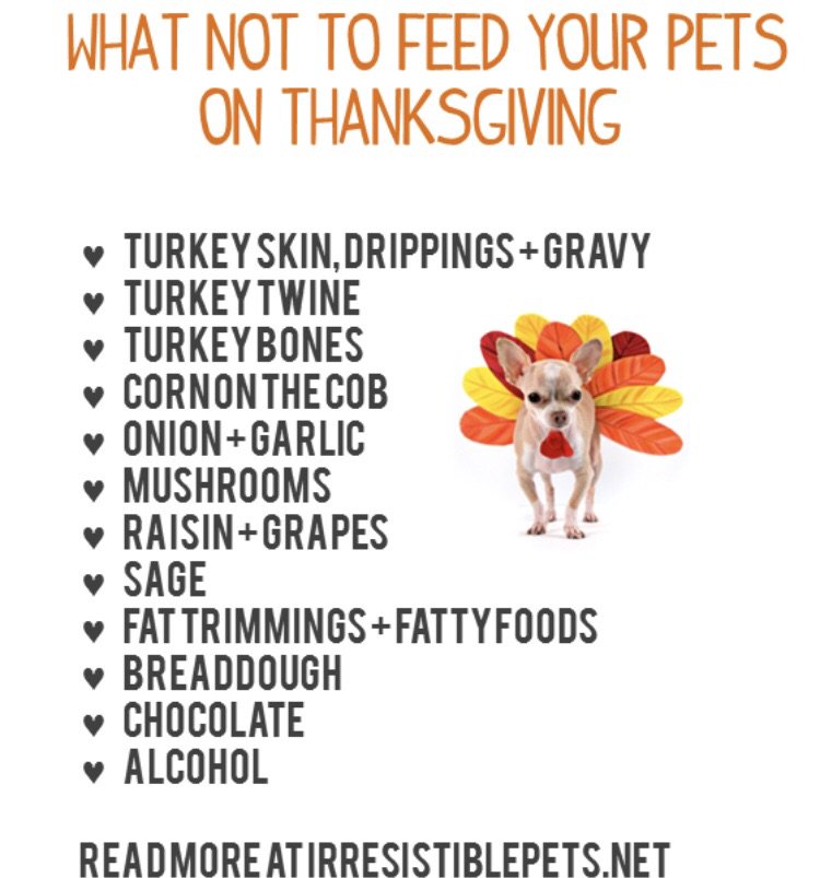 PuggleSophie's tweet photo. Please be mindful of #petsafety as you enjoy your #thanksgiving meal tomorrow! https://t.co/BLCsL8KeOn