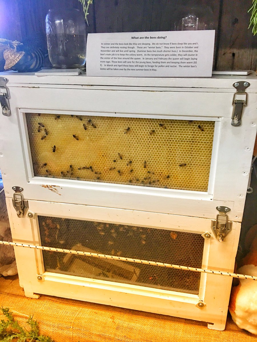 TonyAtTheTable's tweet image. #WinterBees on display at @abmasfarm in #Wyckoff.  #bees #honeybees #honey