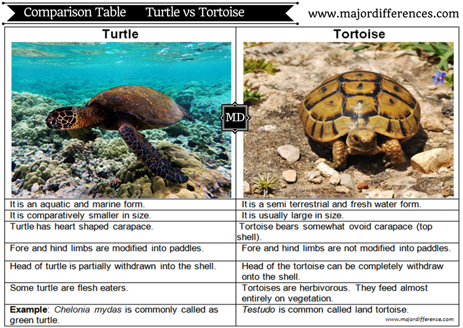 BiologyExams4U's tweet photo. How do they differ? Turtle vs Tortoise #majordifferences #biology #tortoise #IGCSE #apbio
https://t.co/1HiY2gr5a6 https://t.co/VuFa1XrDBI