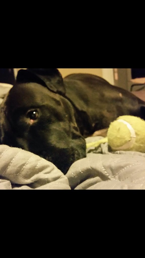 BfullyComplex's tweet photo. Former #fightdog #pitbull losing an ugly matchup... w an old tennis ball...#WednesdayWisdom https://t.co/agRZNJZNxp