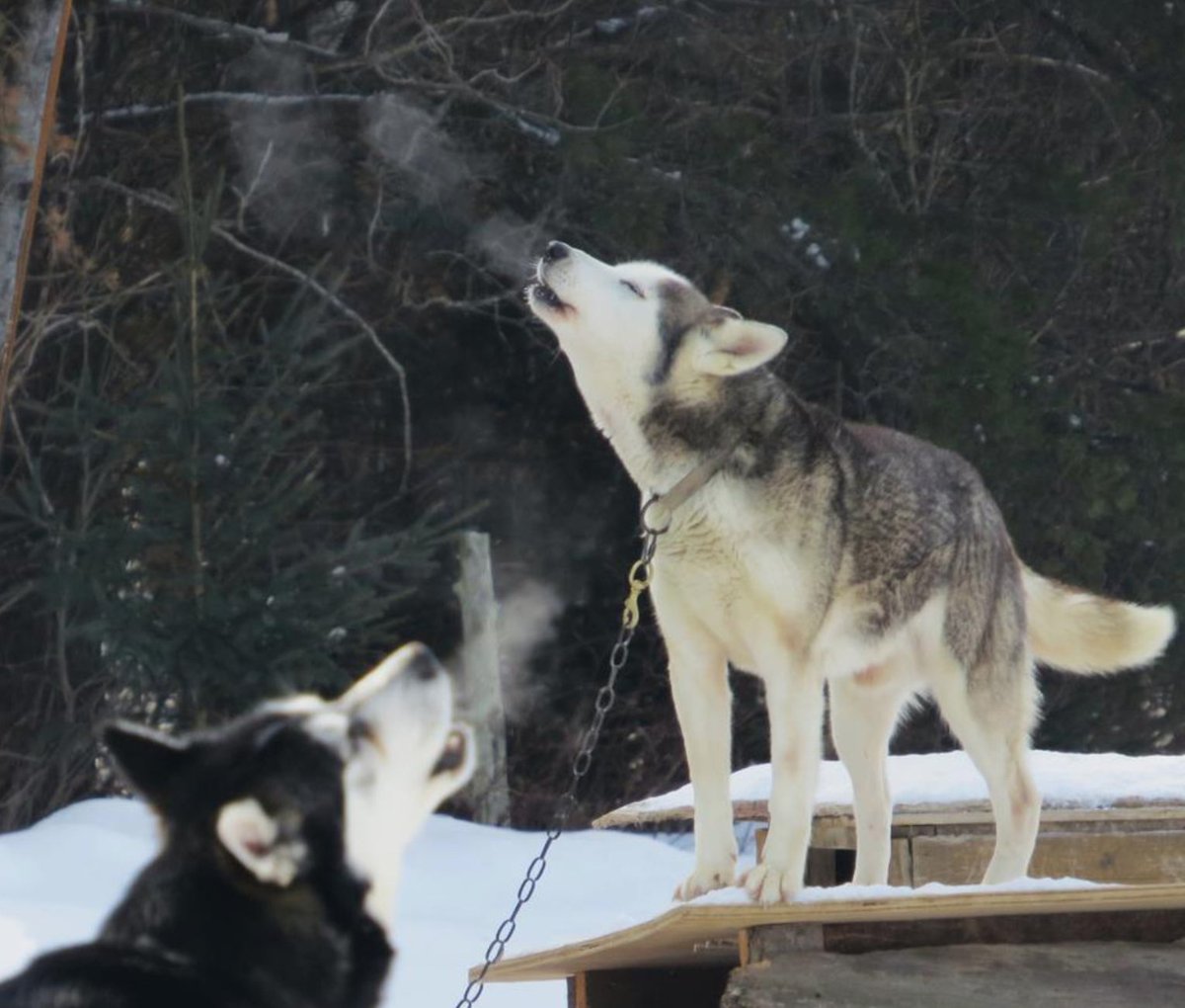 TravelMamas's tweet photo. This story about dog-sledding in Quebec is one of my favorite peices that I've ever written: https://t.co/eel98ZI0OM I hope you like it! #TMamas #TravelMamas #blogging #quebecregion https://t.co/LzyjjlXDnS