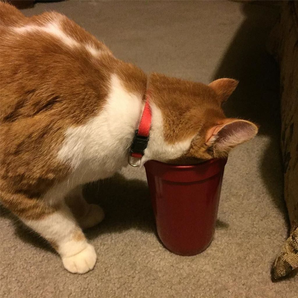 geoffreys808's tweet photo. I got done with my run & thought a drink sounded good. Apparently Lucky did too.
#LuckyTheCat #ThingsMyCatDoes #CatThinksItsHuman https://t.co/GYtMeSqRNi https://t.co/ujIQ4LMG1E