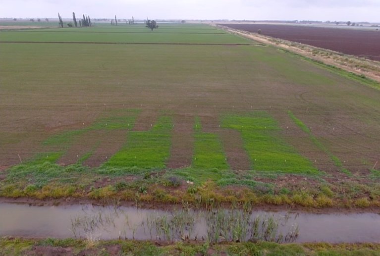 RiceExtension's tweet photo. Before: plots sprayed with 3-way mix or untreated. See what it looks like after treatment with new rice chemical, Agixa with Rinskor Active. 7.30am tomorrow, Prickley Rd, Coly. https://t.co/Q8hL1P29ko
