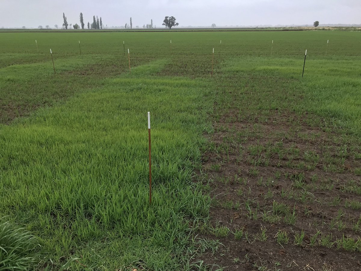 RiceExtension's tweet photo. Before: plots sprayed with 3-way mix or untreated. See what it looks like after treatment with new rice chemical, Agixa with Rinskor Active. 7.30am tomorrow, Prickley Rd, Coly. https://t.co/Q8hL1P29ko