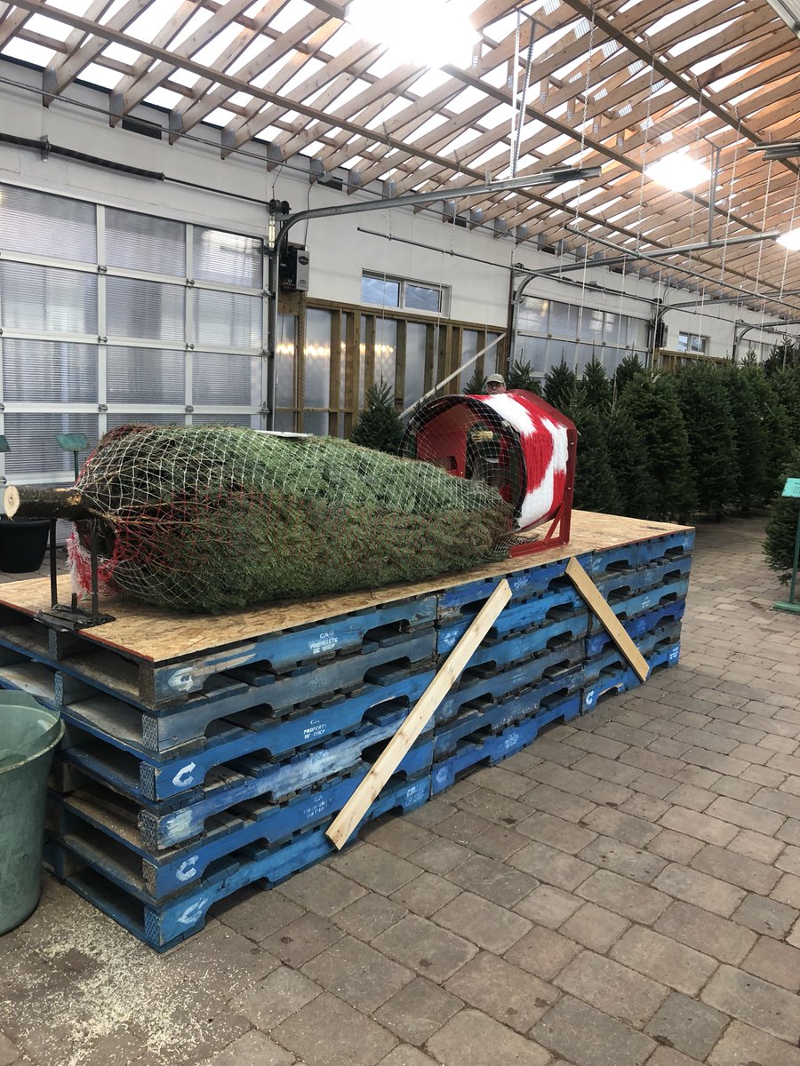 green_haven_yql's tweet photo. Let the Christmas Season begin. #freshtrees https://t.co/fVnDkhYm9L