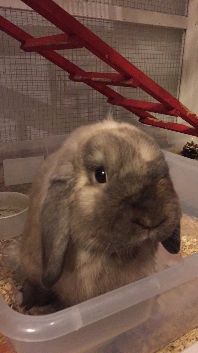 runDisneyAddict's tweet photo. In my effort to contribute less hate and more cute to the interwebz - may I offer up LaFou #morecute #lesshate #bunny https://t.co/GajGwDGReU