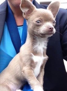 HUGO HAS BEEN FOUND IN HUDDERSFIELD AND IS NOW REUNITED ❤️ 22nd Nov’17

Found approx 47 miles away from home 1 year and 1 month after he was stolen from home 18th Oct’16. 

If only he could talk

Welcome home HUGO and stay safe.

doglost.co.uk/dog-blog.php?d…

#ScanMe #CheckMyChip