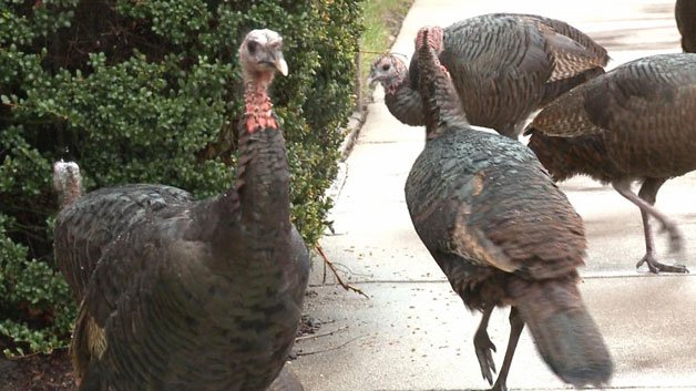 wbz's tweet photo. Turkey Takeover: After disappearing from Massachusetts about 160 years ago, wild turkeys are everywhere @davidwade @KenTucci 
https://t.co/mH1Af2sU1q https://t.co/yJyTXf18pd