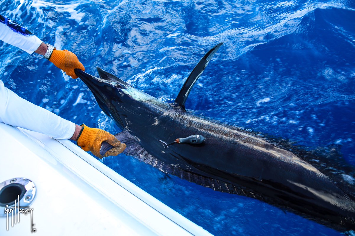 DrGuyHarvey's tweet image. TAGGED! Visit GHRItracking.org for more info on the billfish and sharks that we tag! #GHOF #GHRI #NSU #conservation #education #saveourseas #tagandrelease #sustainability