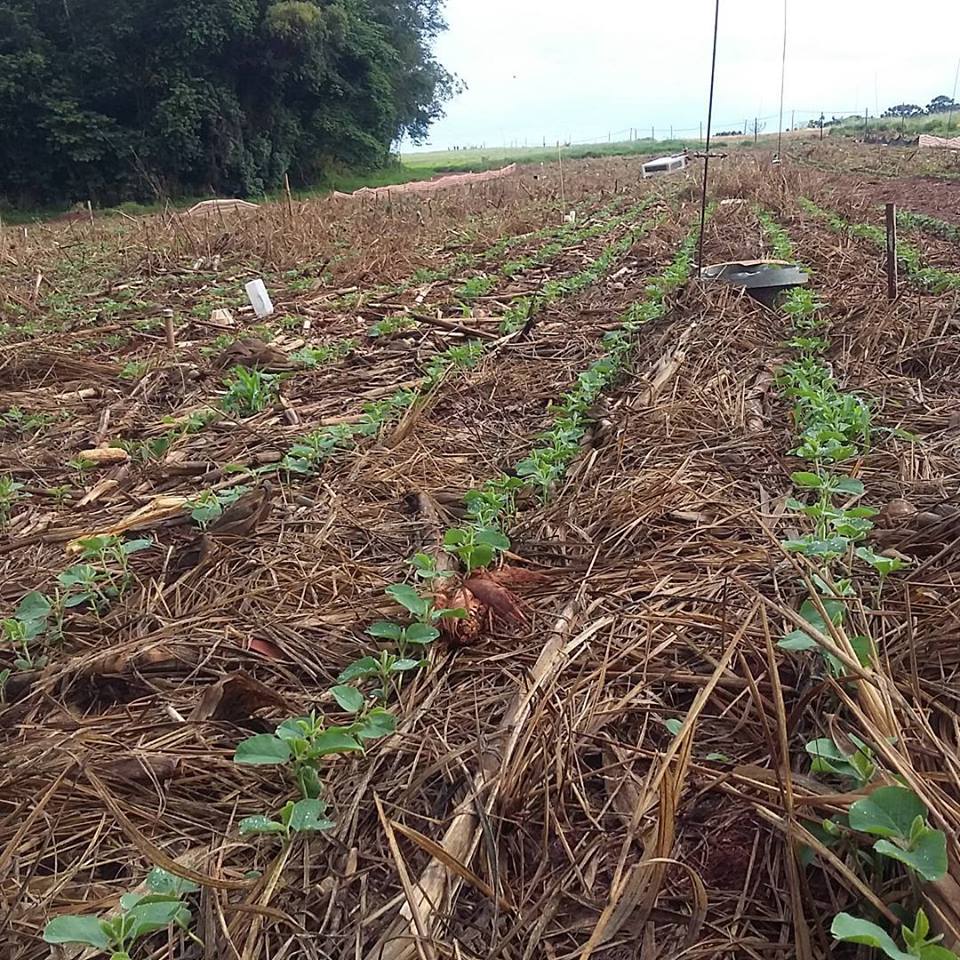 crosolem's tweet photo. @NUCLEUS_VJC Meeting in Florianopolis, soybean growing in Botucatu https://t.co/g0gQUNDlQA
