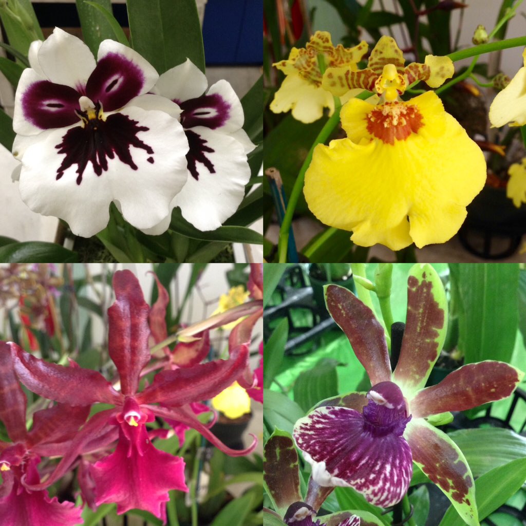 pac8orchids's tweet photo. Happy Thanksgiving! Here are some of our current stock of #FreshOrchids :) #OrchidCollection #OrchidCollector #OrchidNerd #orquidofilia #miltonia #oncidium #zygopetalum #WestLosAngeles #OrchidStore #iLoveOrchids #instaorchid #orchidworld #orchidshare #orchidlover #orchidmania https://t.co/R217CItES9