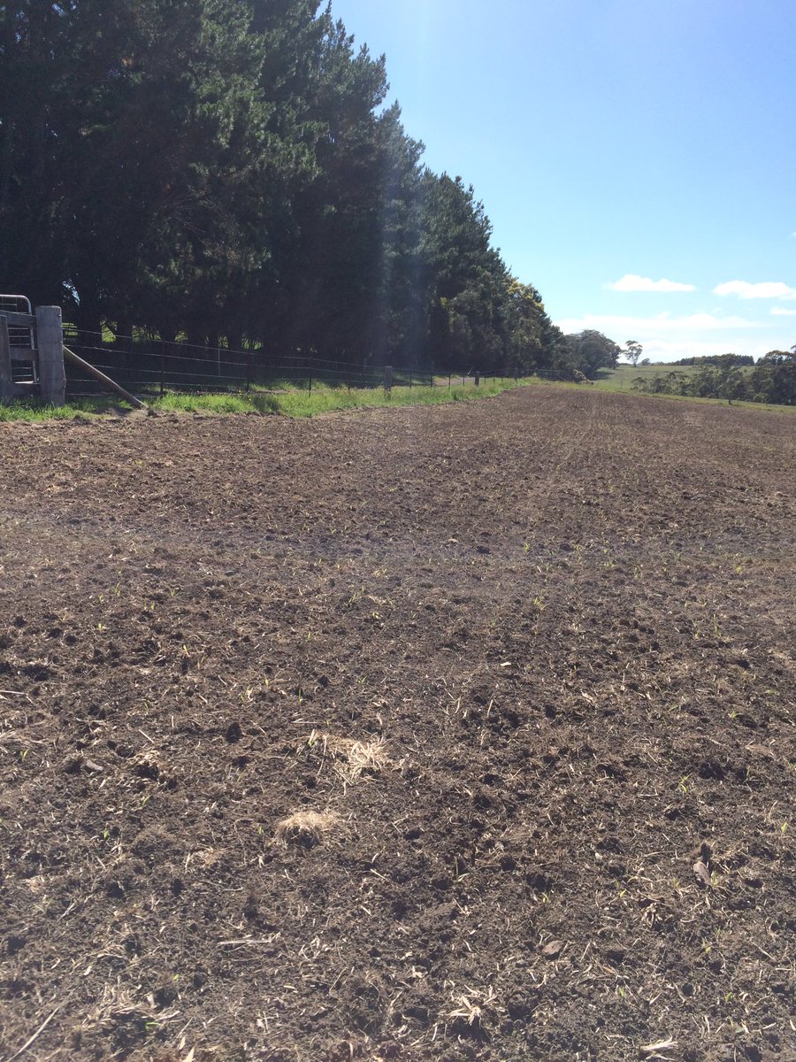 Jim_Colquhoun's tweet photo. #ForageSorghum #BMRrocket breaking through.  Sown with #ESN / MAP blend in #ESN-Durance treated with #BasisXC - for less Nitrate risk, earlier grazing, less leaching, season long N payout, drip-feeding N https://t.co/h135eveCrM