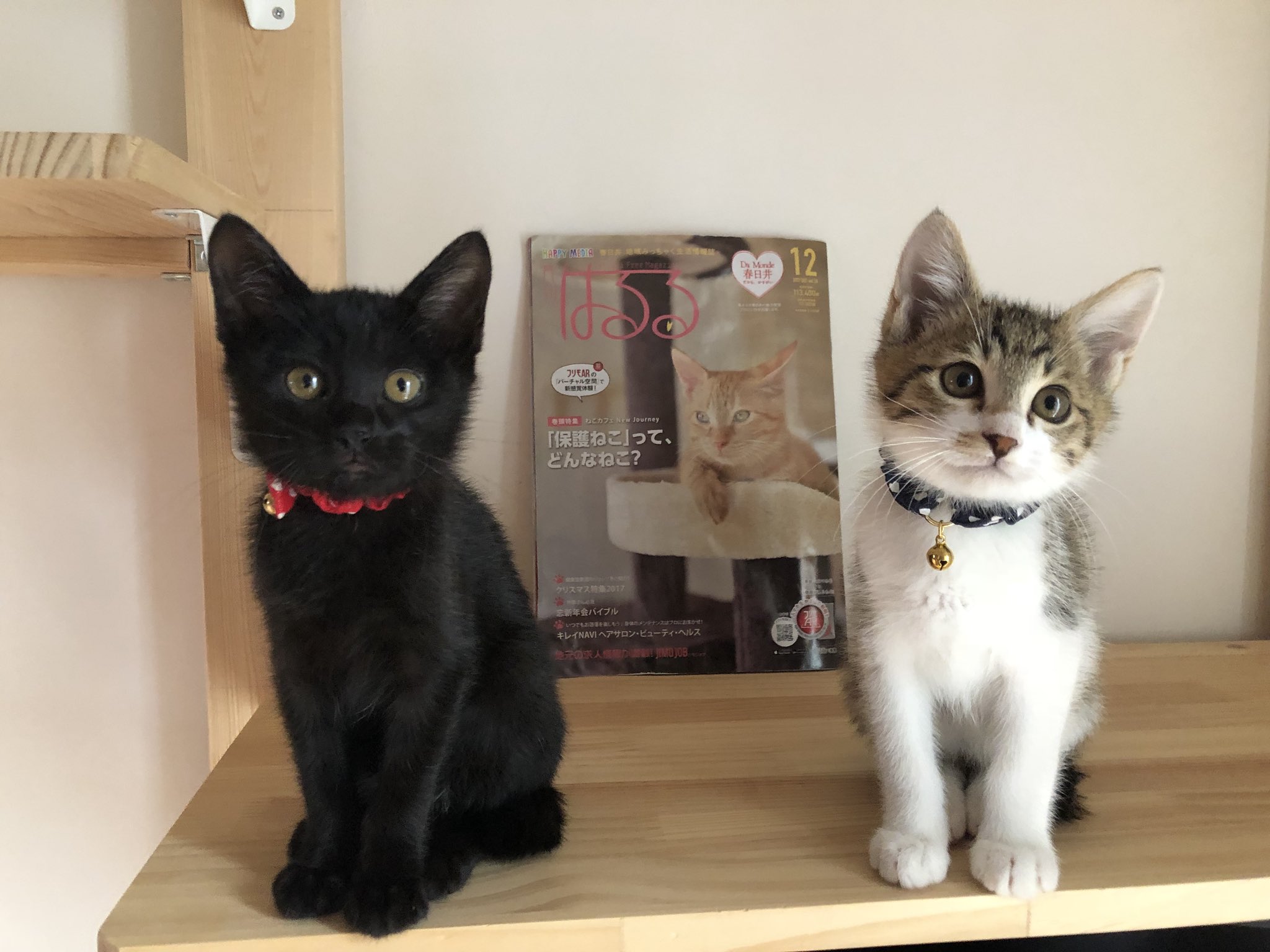 Yohkun ねこカフェ Newjourney さんからお預かりしてる子猫ちゃん トライアル7日目 この子達が出身の ねこカフェnewjourney さんが今日発行の春日井の情報紙 はるる で特集されてます まだ行ったことのない方は是非お店へ 猫 春日井