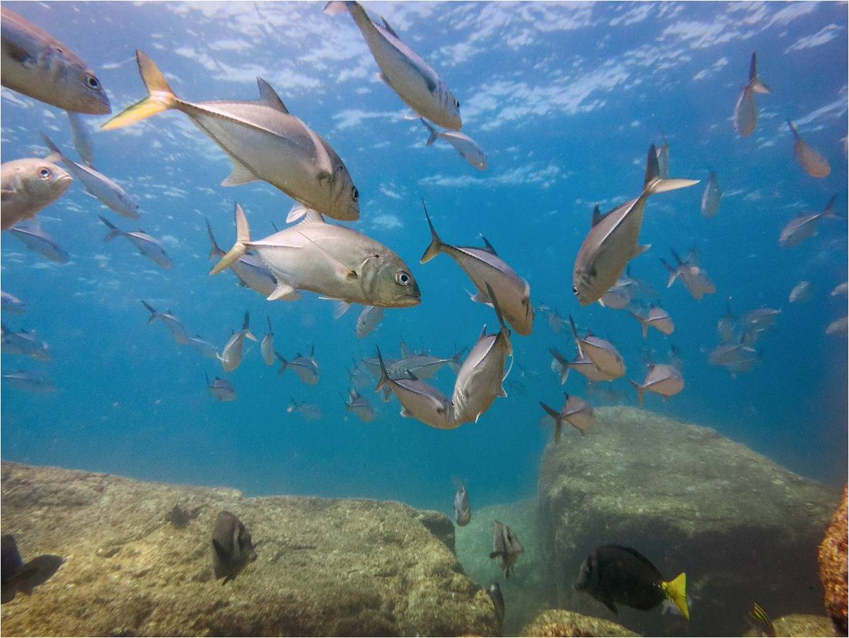 AlianzaKananKay's tweet photo. The first network of fishing refuges in Mexico is renewed; the San Cosme-Coyote corridor. After the documentation of the benefits that these areas bring us, the network increases in size and validity. https://t.co/wf8LlB0krv