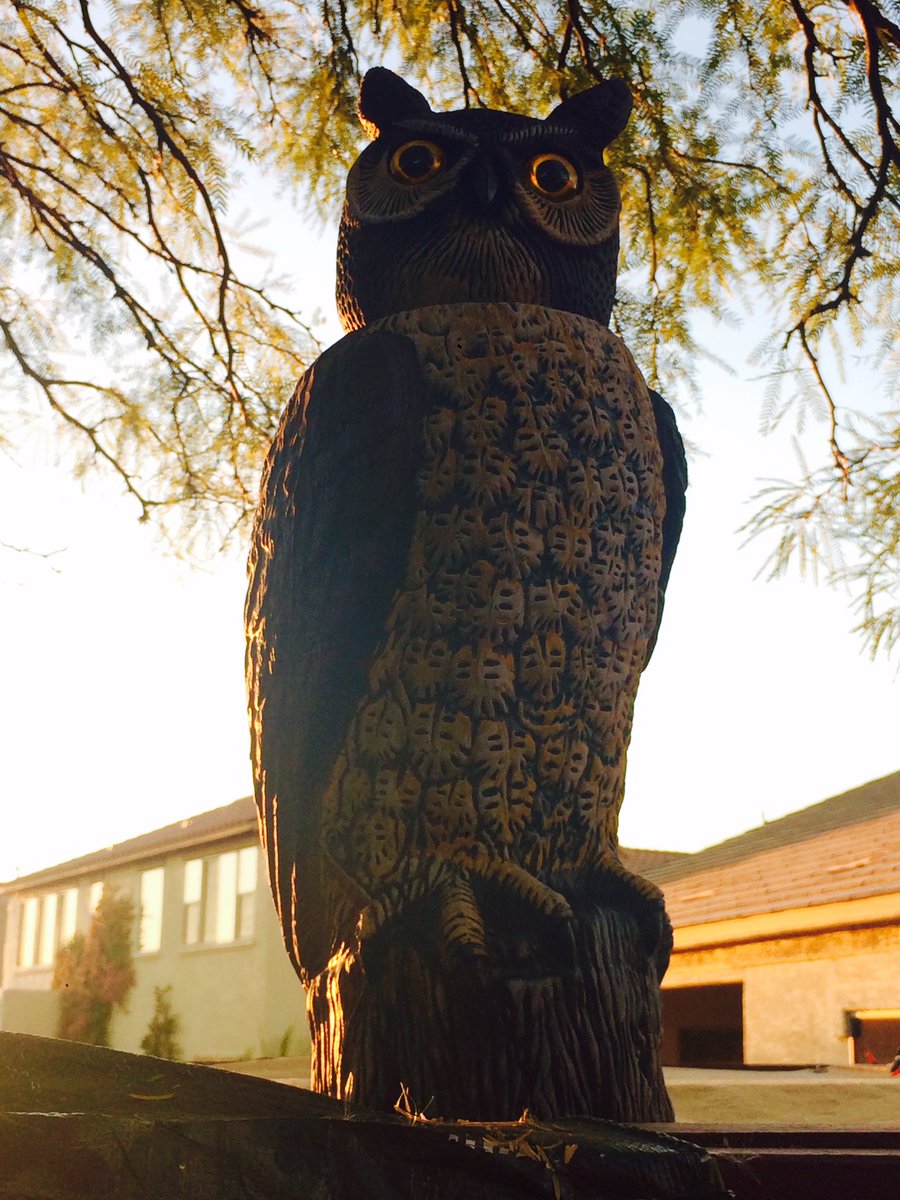 kslanese's tweet photo. I upped my game against the hawks today. #predatorprotection https://t.co/eAewj27FjJ