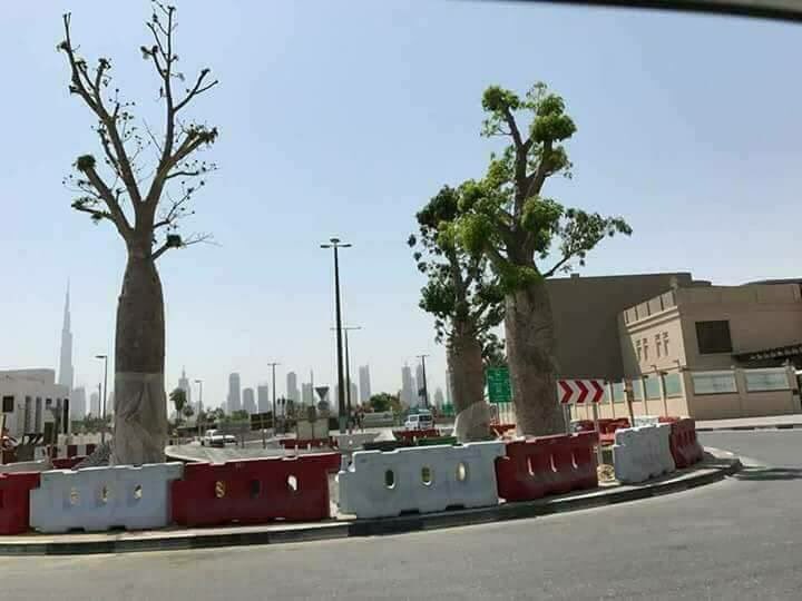 الخبر اليمني يكشف جديد الممارسات الإماراتية في جزيرة سقطرى أنقذوا سقطرى