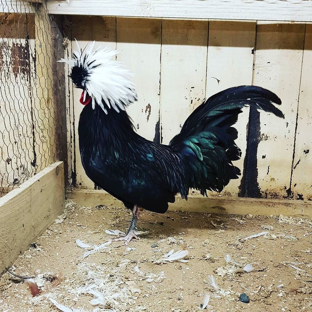 simonpickles's tweet photo. Been to #chickenschool again #chickenhour https://t.co/Dolk2VLeFx