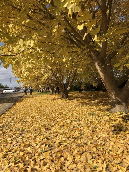 Twitterのコスプレ画像16