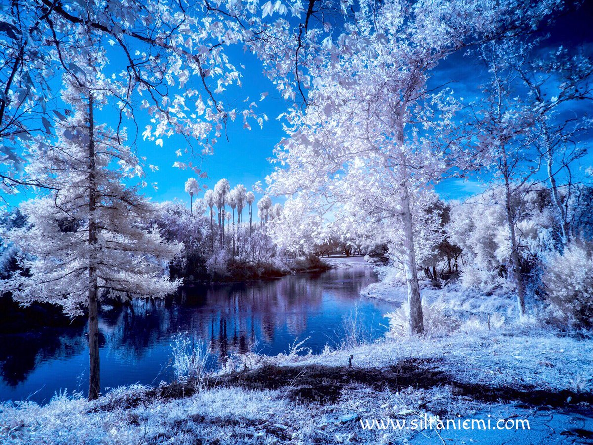 siltaniemi's tweet photo. Infrared Overfelt Gardens #overfeltgardens #sanjose #irphotography #infraredphotography #infraredphoto #infraredworld #CreativeIR #infrared #dream_image #moodygrams #surreal https://t.co/GdJmWEHysm
