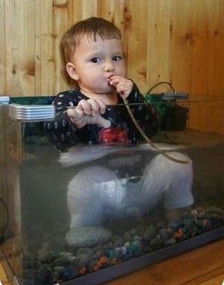 Well You need tad bigger net to scoop up this type of #fish, or is that a human air pump ???

#AquariumTalks #Pets #Funny #humour #PetTalk #PetFish #Goldfish #Parents