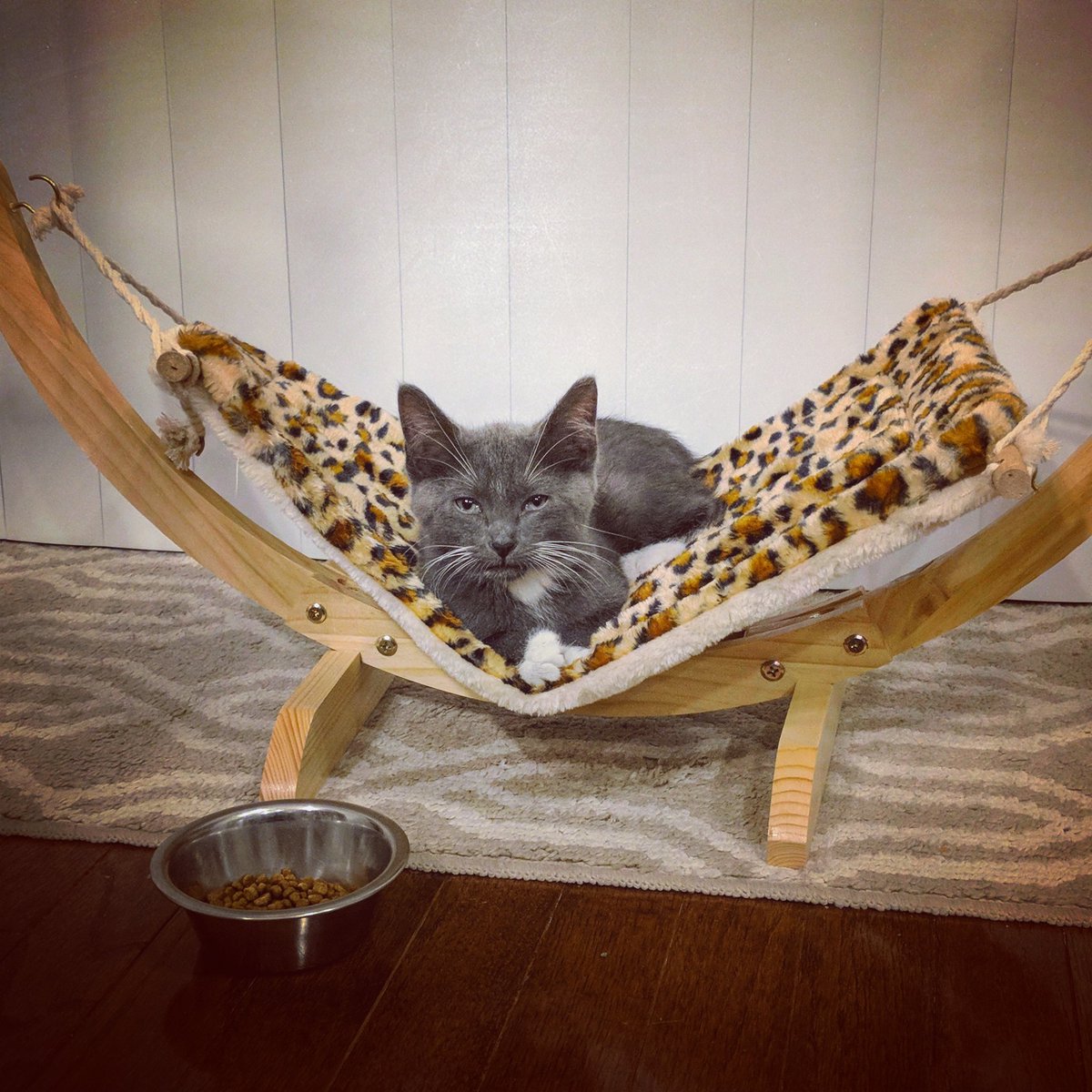 BrianBPR1's tweet photo. Meet the new member of the pack, Larry Bird (Jr.) Altenburg 👶 He's already a natural 📸😻🤳 - w/ @ShayLoRo https://t.co/ORIU0LOmNM