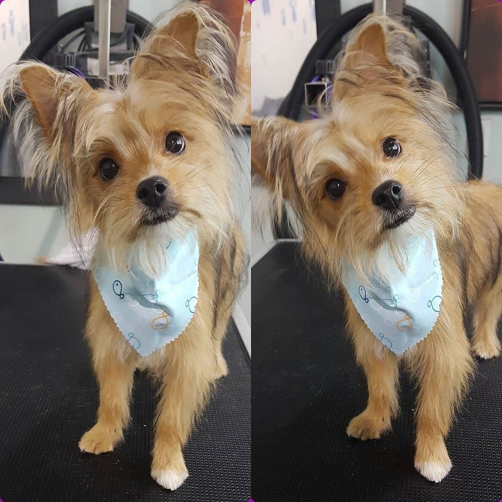 PawpularChan's tweet photo. #yorkie #pom #yorkiepom #pomyorkie #baby #groom #grooming #petstylist #dog #dogs #dogsofinstagram #puppy #puppies #puppiesofinstagram #pet #pets #furbaby #furbabies #live #laugh #love #cute #instadaily #adorable #puppylove#yorkie #pom #yorkiepom #pomyorkie #baby #groom #groo… https://t.co/WYoWm3PQcK