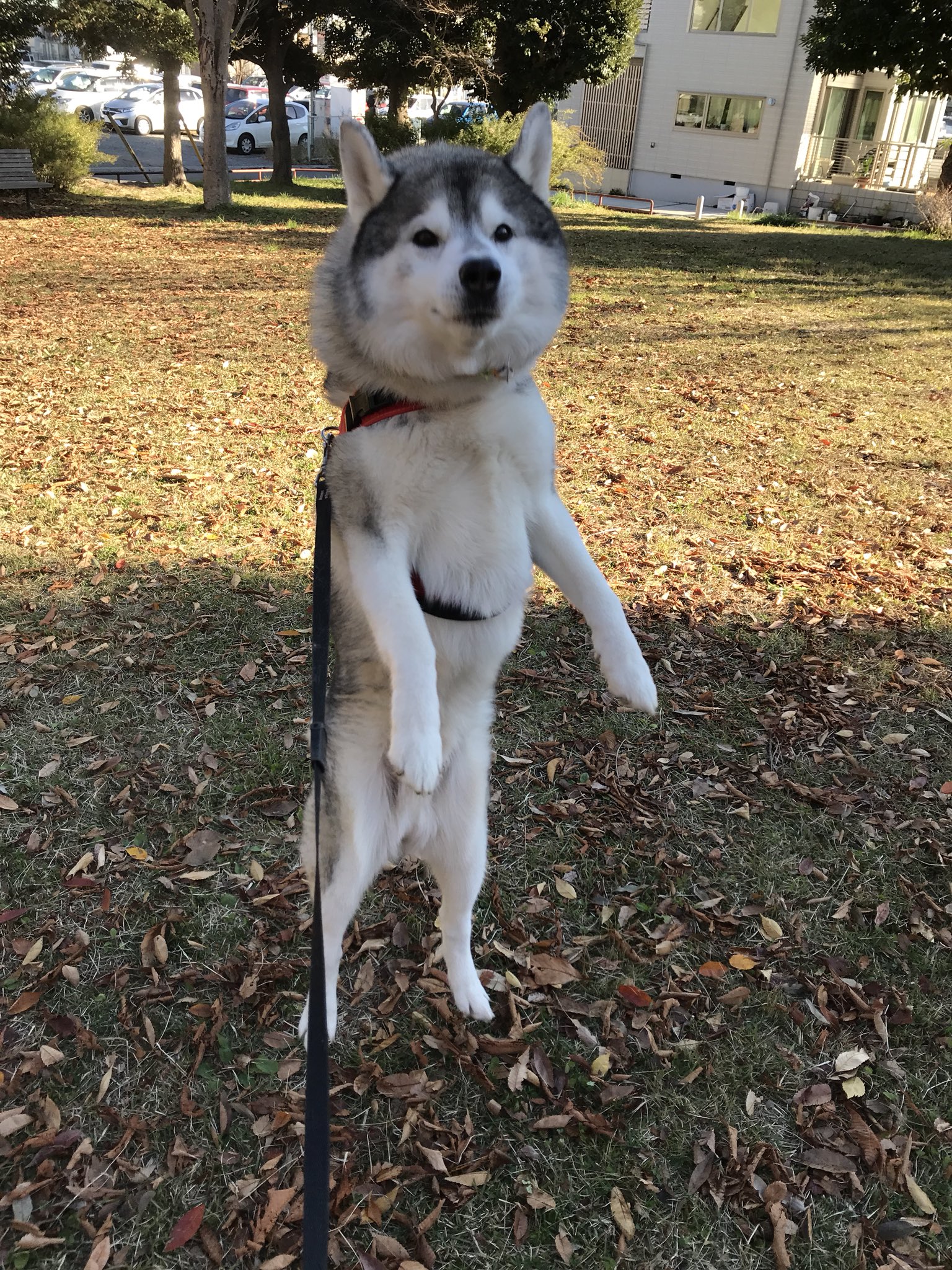 Twitter 上的 プピプピ文太 ジャーキーの力 で立つ犬 連写しただけ T Co H3ylhhul6f Twitter Twitter 上的 プピプピ文太 ジャーキーの力 で立つ犬 連写しただけ T Co H3ylhhul6f Twitter