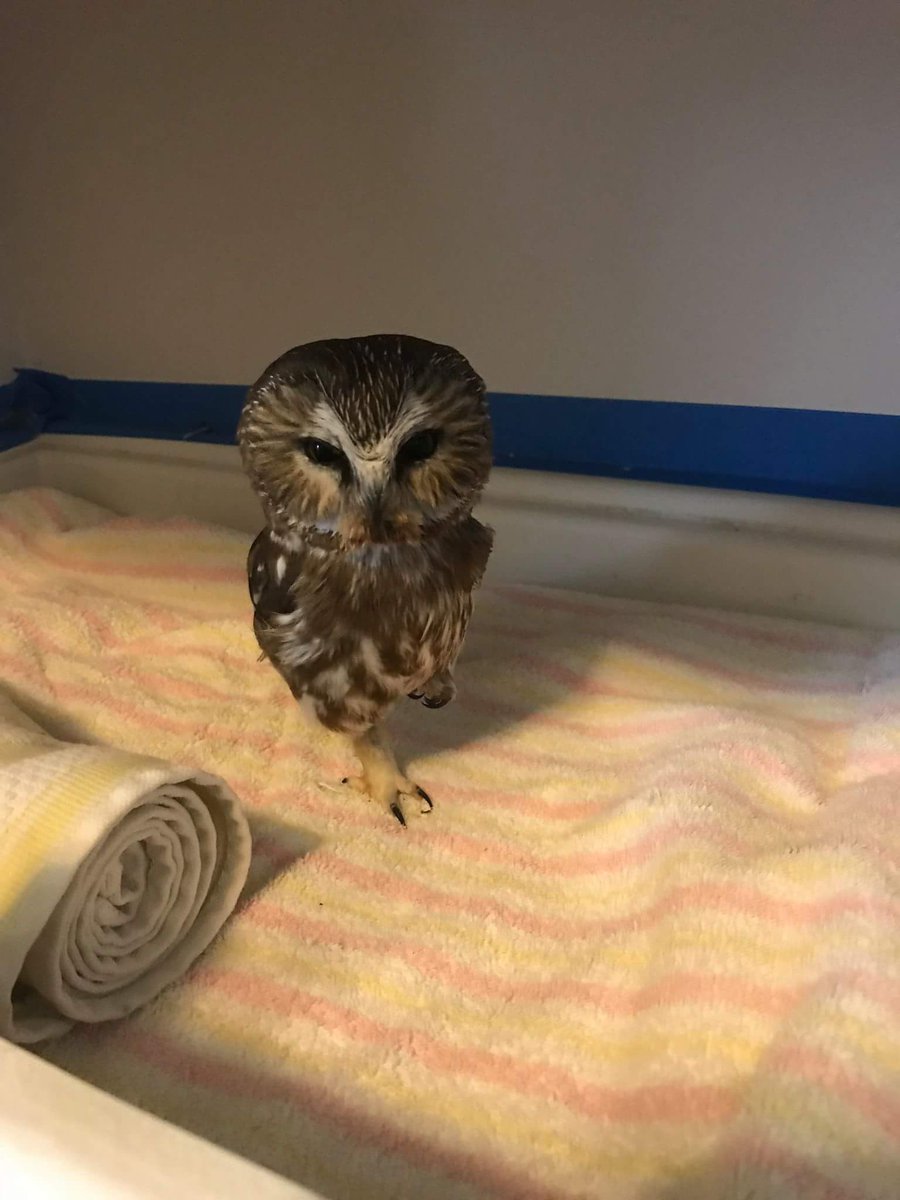 Our little Northern Saw-whet Owl patient is feeling much better! He is now feeding himself and moving around much better. We hope you and your loved ones enjoy a safe and happy Thanksgiving!! #SawWhetOwl #WildlifeRehab #Colorado
