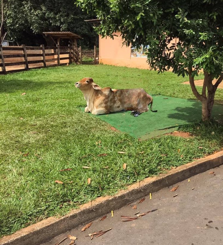 canali_corta's tweet photo. Da série: mestres do Photoshop.
Da pra tirar essa vaca da foto? https://t.co/pPjSz8ANkY