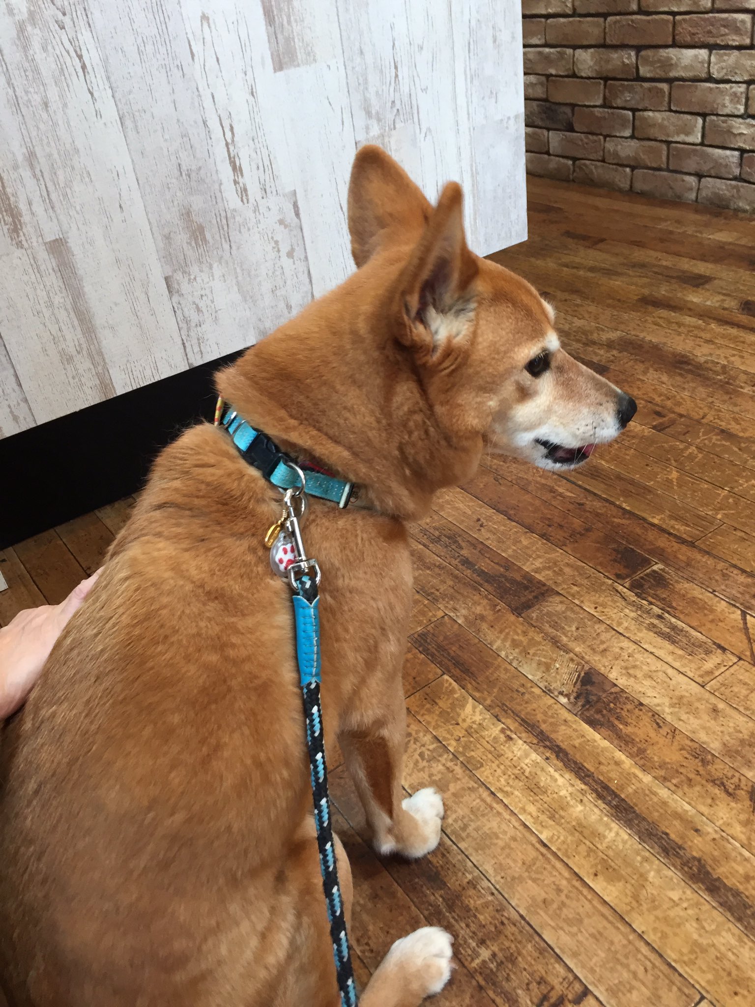 まる 歯石取りとワクチンのお注射にきました センター南動物病院 尻尾下がる T Co 9awrsnbhu7 Twitter