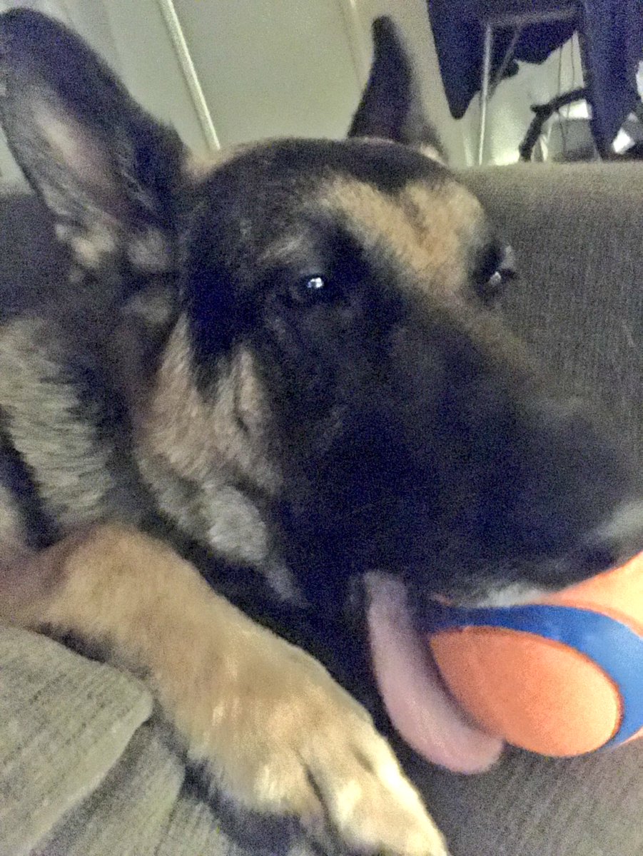 LAwmn99's tweet photo. But I love my ball so much!!! 😍🐶🐾🐕🎾 #Storm #75poundpuppy #GermanShepherd #adoptdontshop #rescue #rescuedog #constantlyinmotion https://t.co/mEWp22g6ER