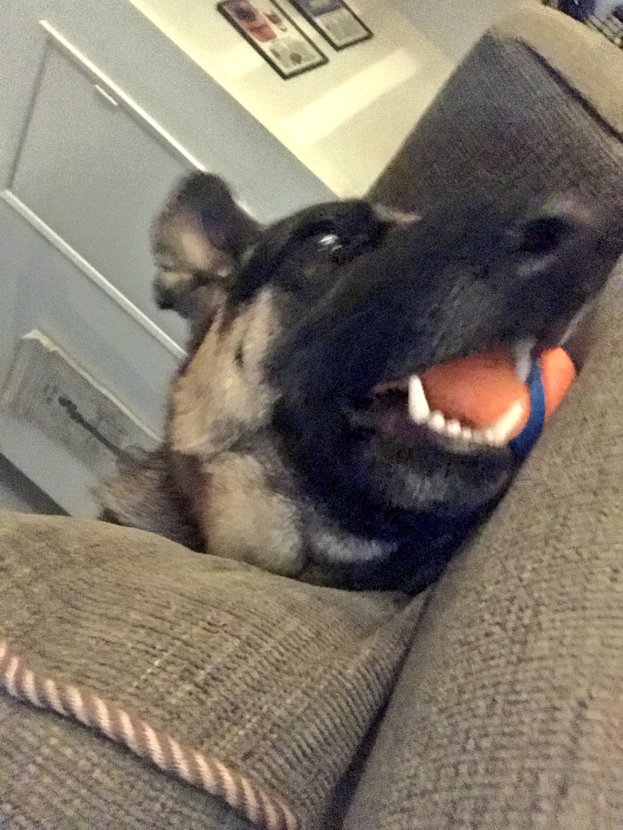 LAwmn99's tweet photo. But I love my ball so much!!! 😍🐶🐾🐕🎾 #Storm #75poundpuppy #GermanShepherd #adoptdontshop #rescue #rescuedog #constantlyinmotion https://t.co/mEWp22g6ER