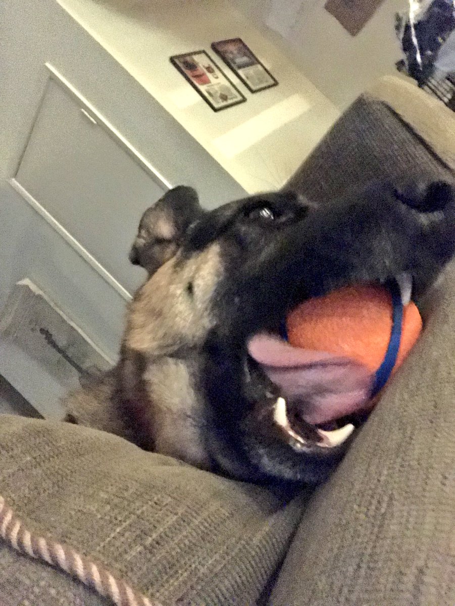 LAwmn99's tweet photo. But I love my ball so much!!! 😍🐶🐾🐕🎾 #Storm #75poundpuppy #GermanShepherd #adoptdontshop #rescue #rescuedog #constantlyinmotion https://t.co/mEWp22g6ER