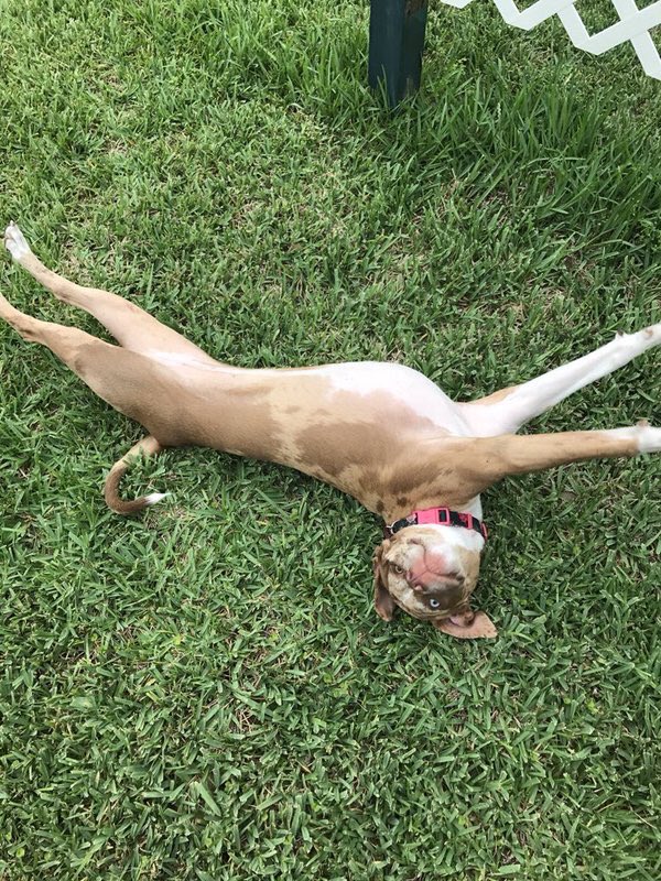 🐾 (@pitbulipics) on Twitter photo 