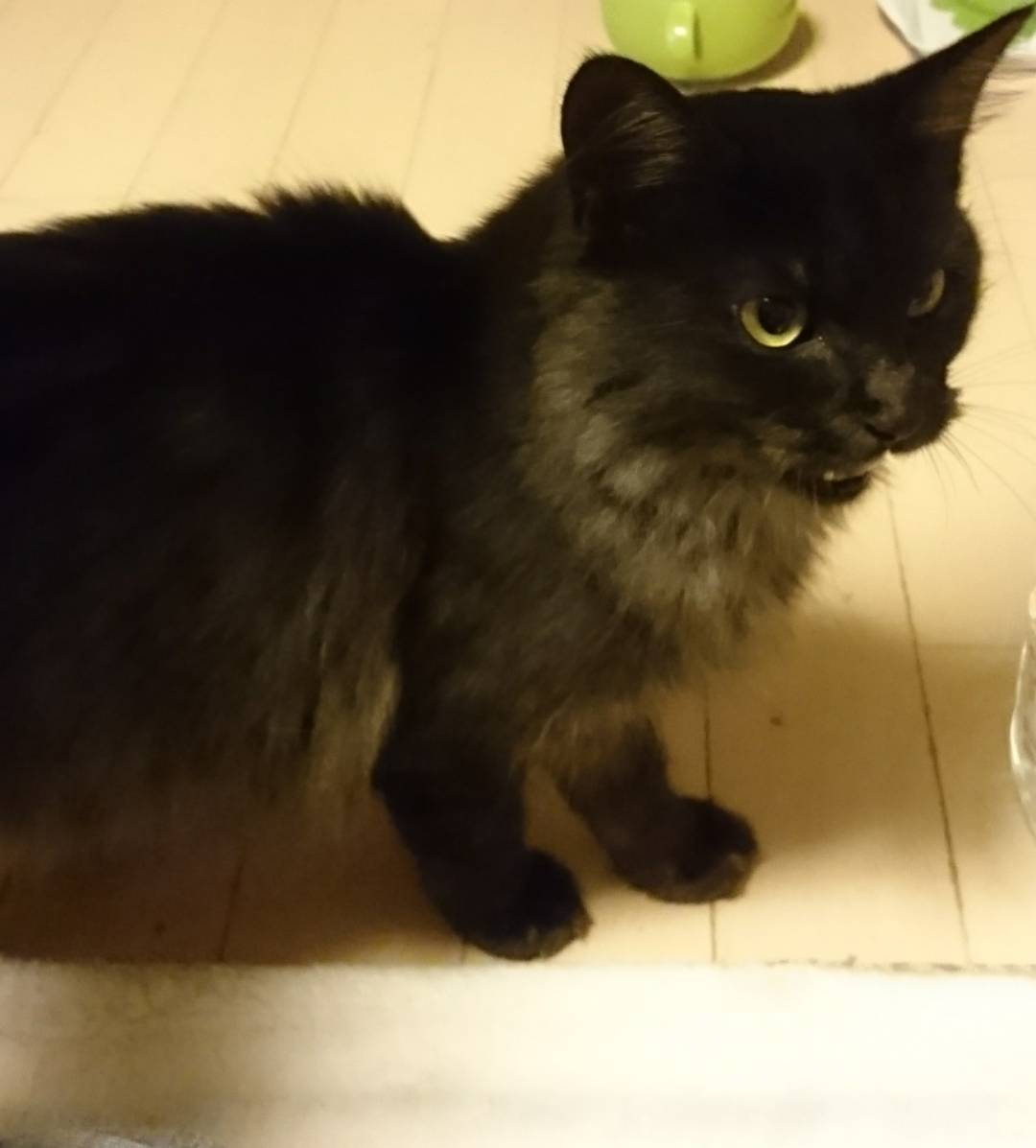 栃木県の保護された猫ちゃんたち 栃木県の保護された猫ちゃんたち